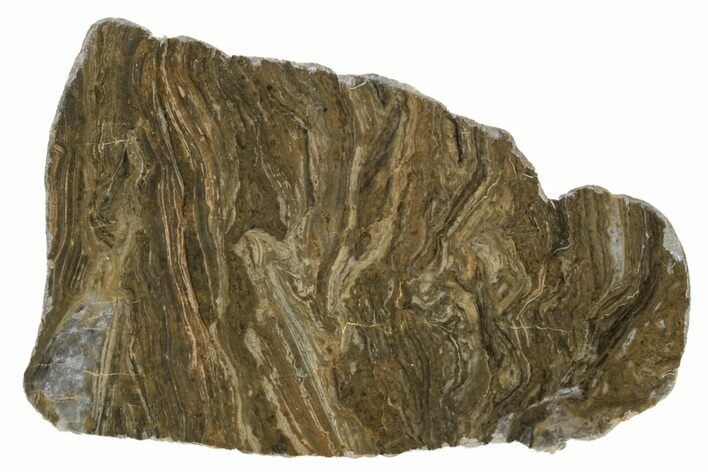 Polished Mesoproterozoic Stromatolite (Conophyton) - Australia #239950